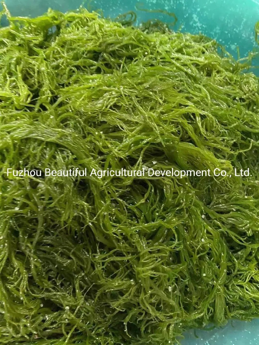 Best Quality Special Price Gracilaria Seaweed From Fujian