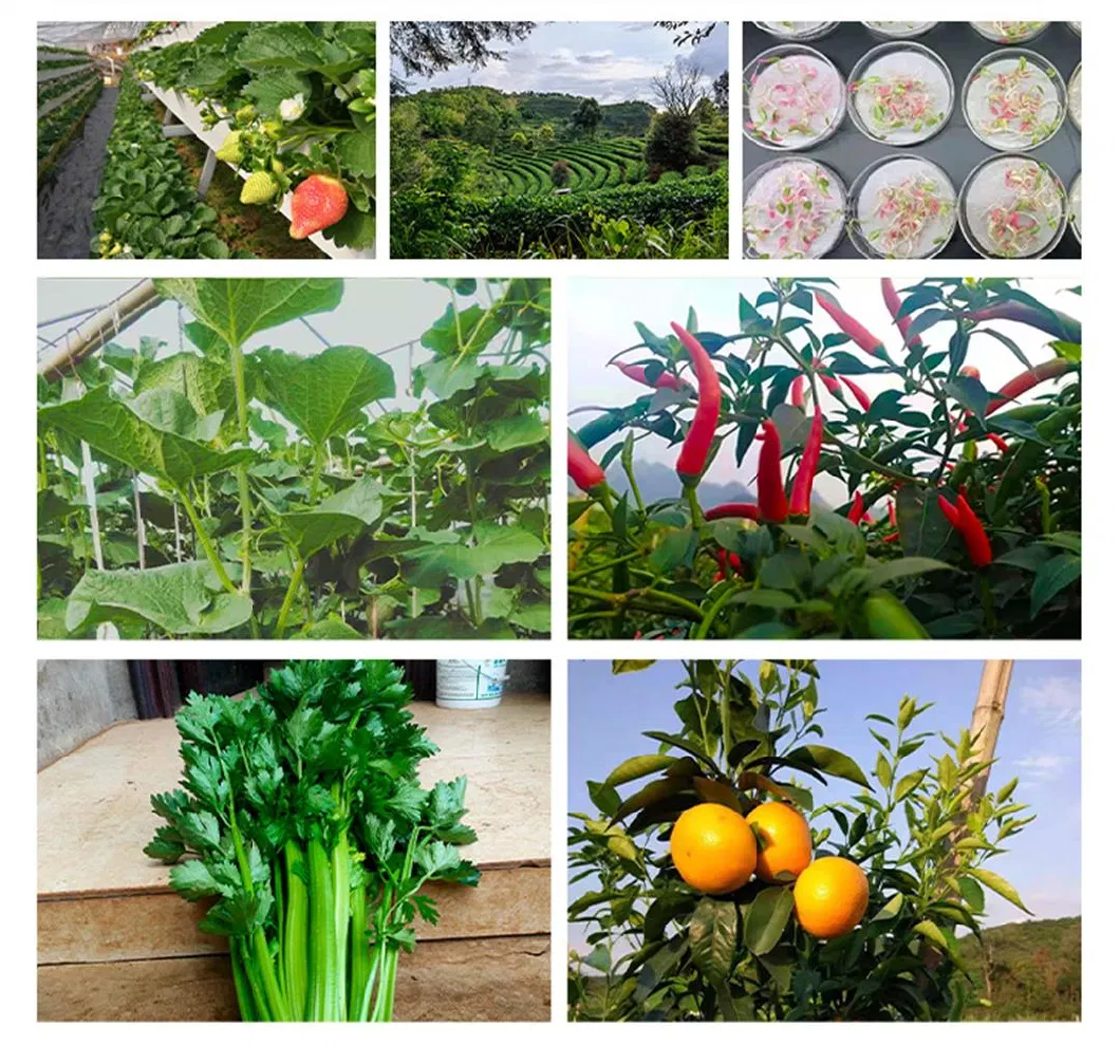 Agricultural Melon and Fruit Trees, Vegetables and Flowers Universal Leaf Fertilizer Full Water Soluble Fertilizer High Potassium Fertilizer