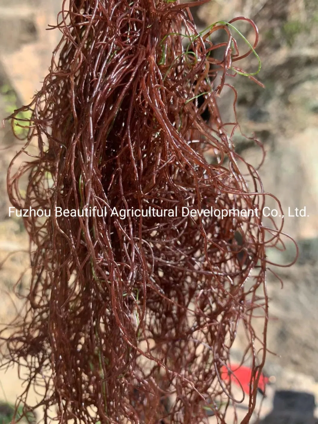 Best Quality Special Price Gracilaria Seaweed From Fujian